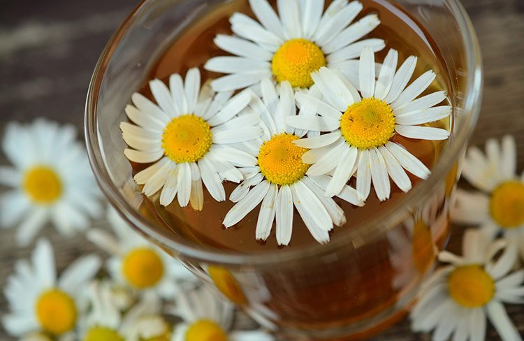 That-benefits-contributes-the-chamomile-to-the-cosmetics.jpg