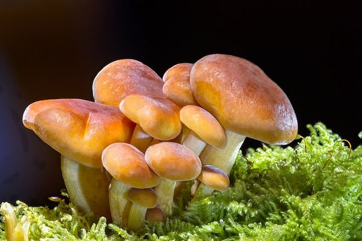 mushroom-2279558__480.jpg