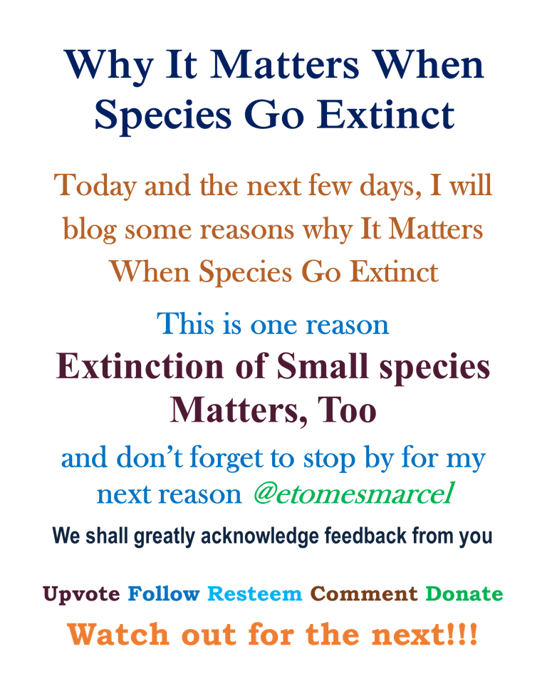 Why it Maters When Species Go Extinct Main.png