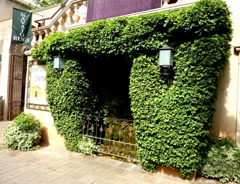 Hedera helix topiary.JPG
