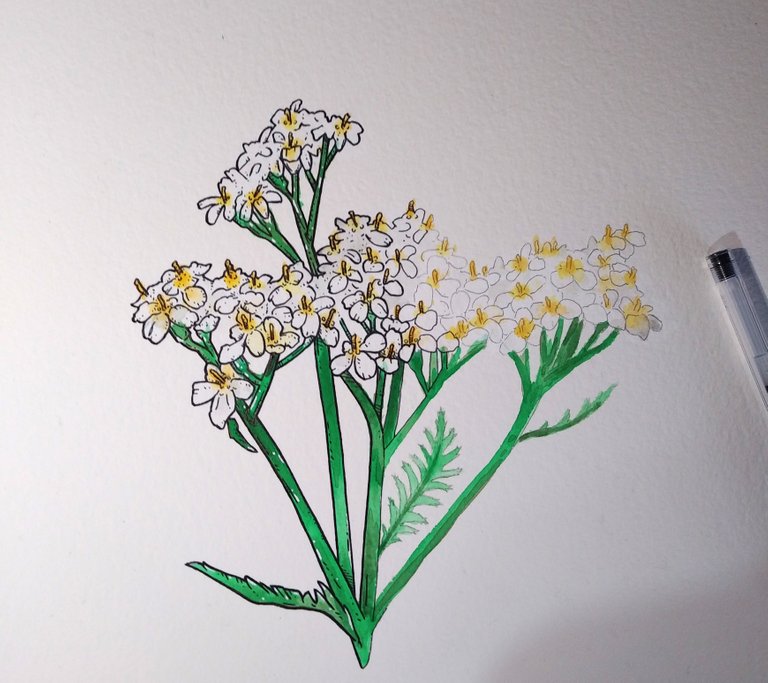 yarrow4.jpg