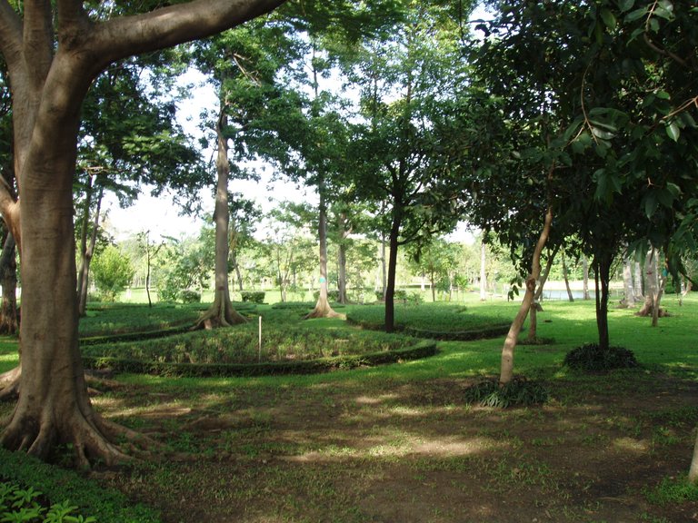 Queen Sirikit Park trees