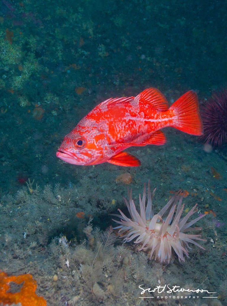 Vermilion Rockfish-1.jpg