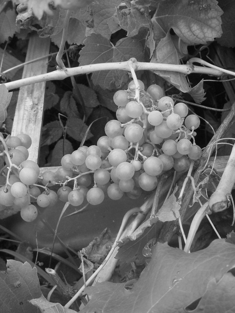Grapes greyscale.jpg