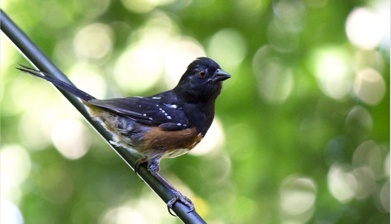 Abert's Towhee1.png