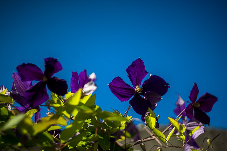 25-06-2018-clematis-06526.jpg