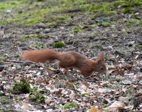 why_are_red_squirrels_so_threatened_in_the_uk(1).jpg