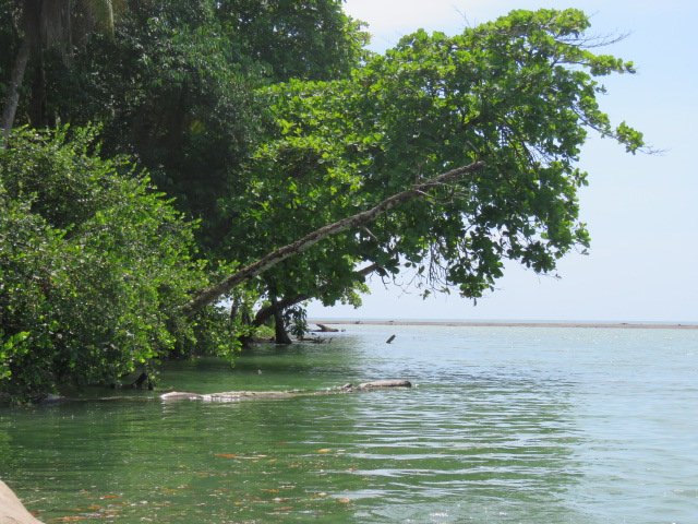 Trees along water.jpg