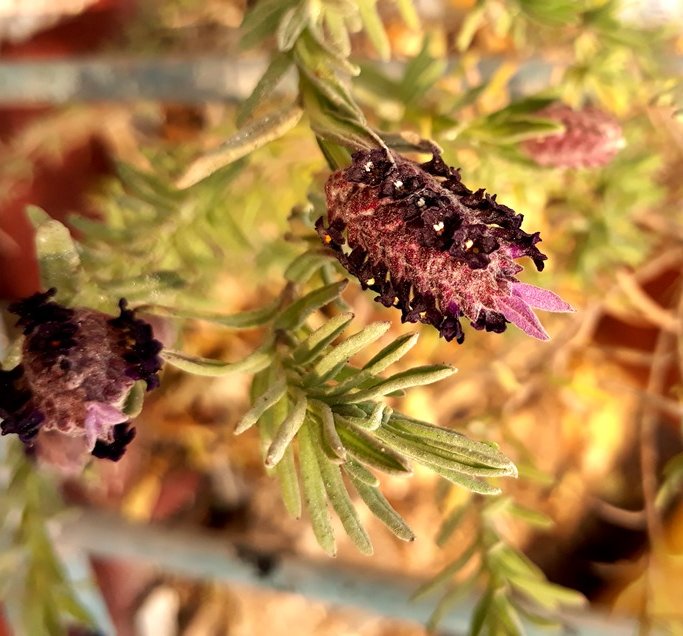 stoechas lavender.jpg