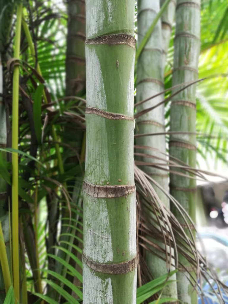 bamboo.jpeg