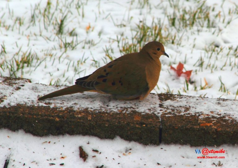 Mourning Dove PFW03_0100.JPG