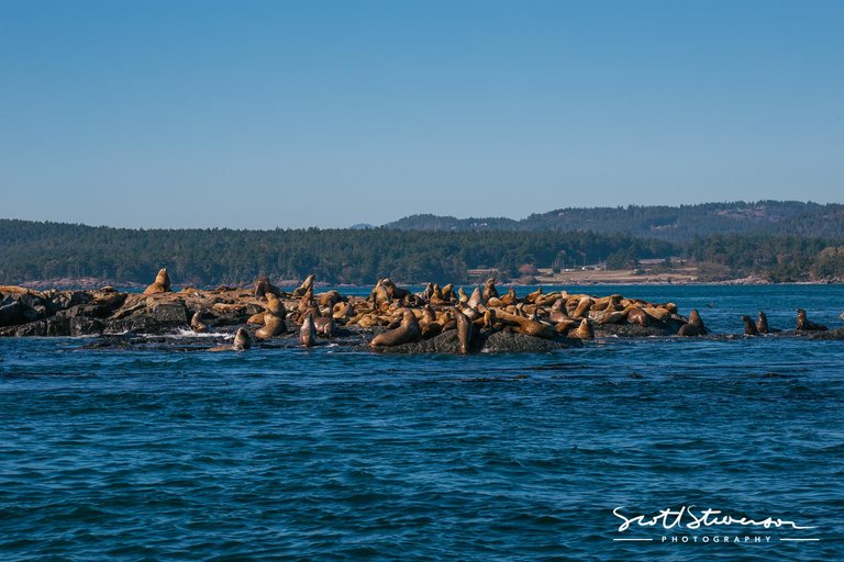 Stellar Sea lion-6.jpg