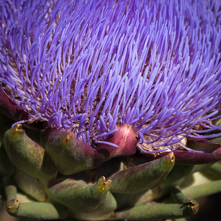 Artichoke