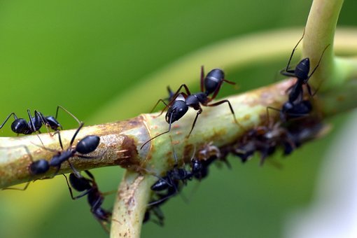 black-ant-3667014__340.jpg