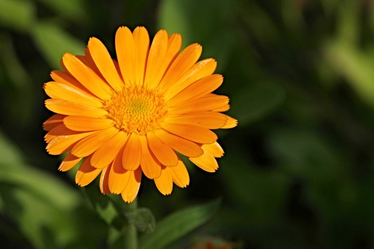 marigold-2666877_1920.jpg