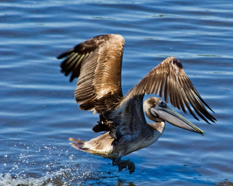 PelicanTakeOff.jpg