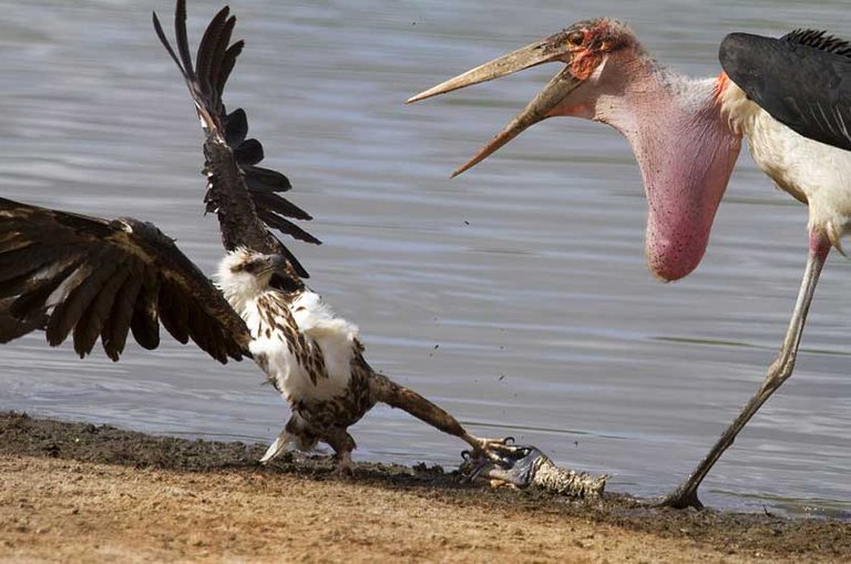 Stork-&-Eagle-Fight-220160317042116.jpg