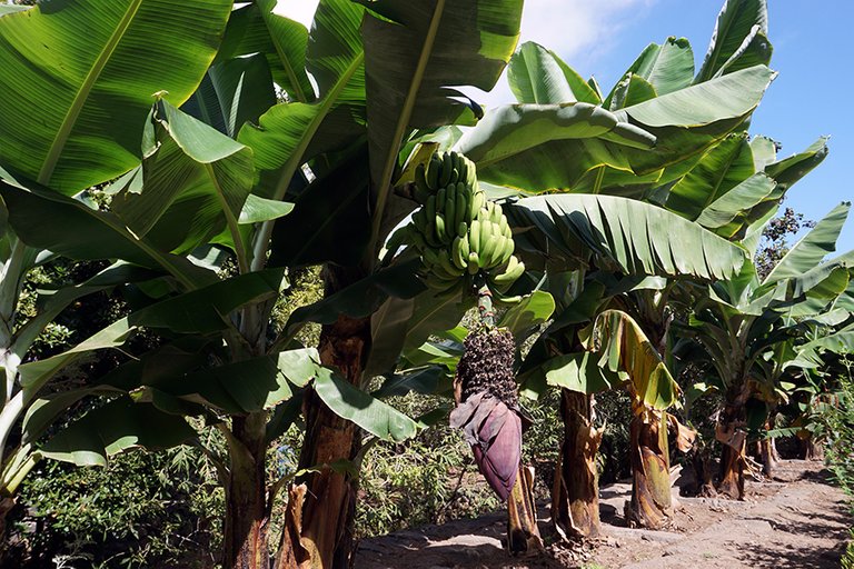 Banana Fruits Hanging 02 s.jpg