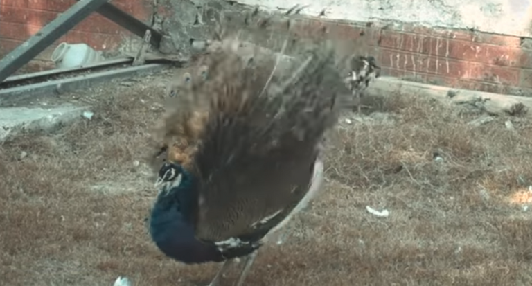 Peacock.png