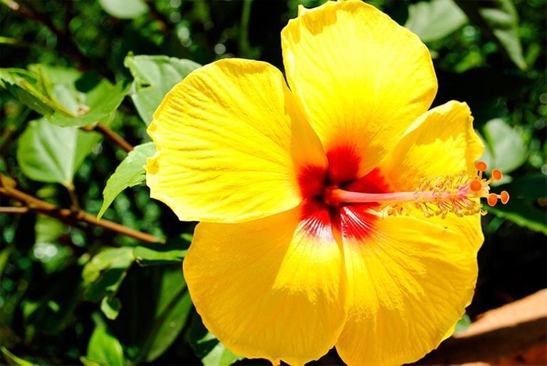 magenes-de-flores.jpg