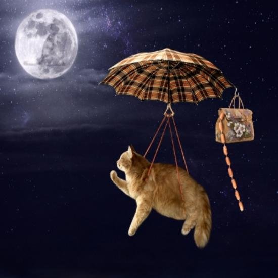 cat moon envision adventure111.jpg
