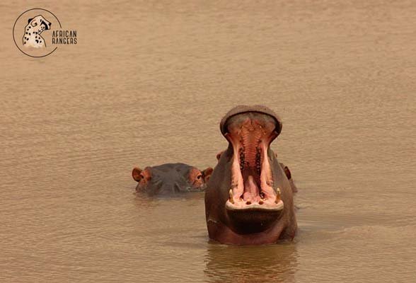 Nolan-Armstrong-Hippo-Yawn.jpg