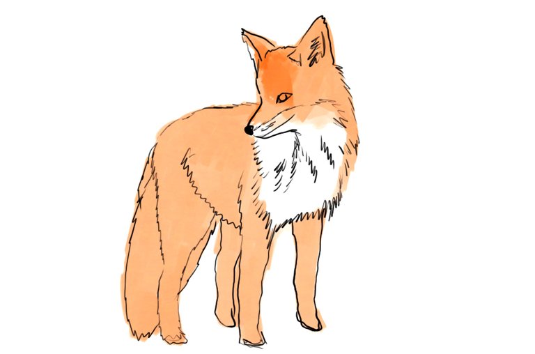 fox(435).jpg