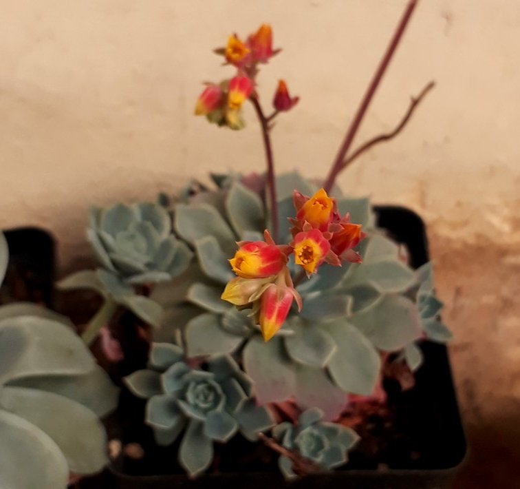 echeveria.jpg