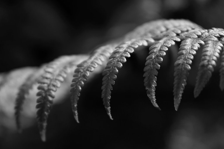 fern leaf bw 1.jpg