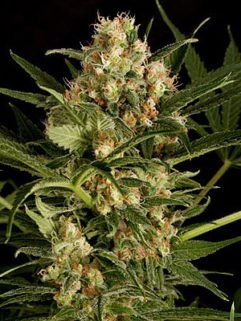 big-white-widow-automatic-241x321.jpg