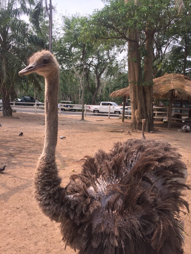 Khao Kheow Open Zoo33.jpg