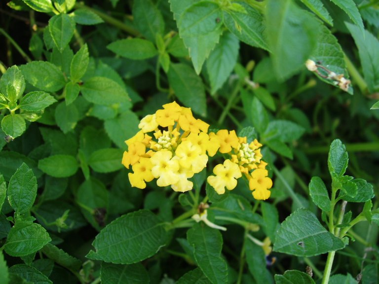 Queen Sirikit Park - flower