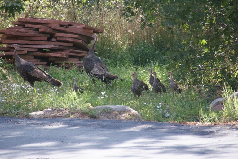 Turkeys4-2018-08-13.JPG