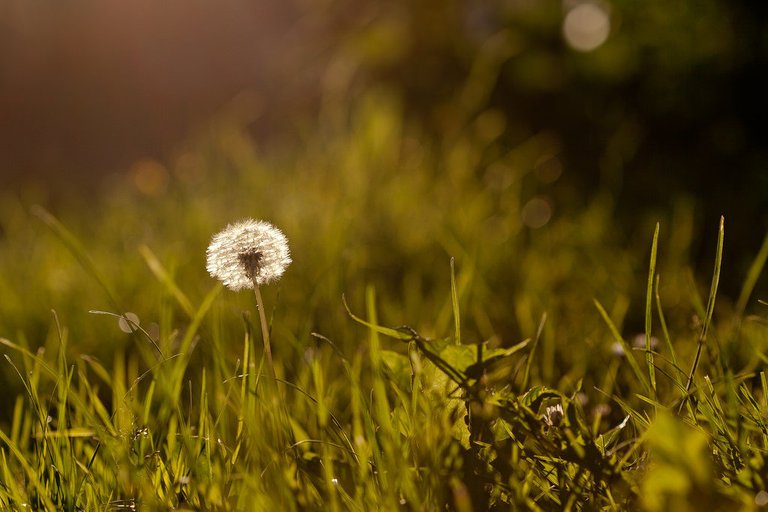 7263966076-dandelion (FILEminimizer).jpg