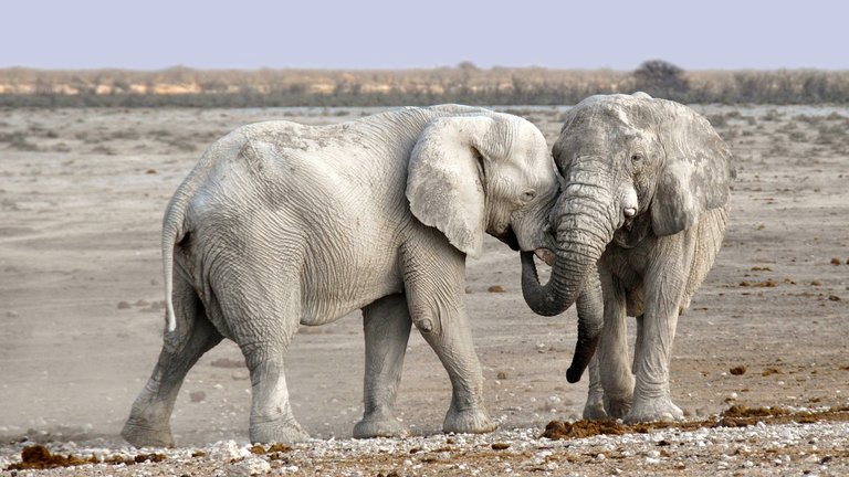 elephant-1170108_1920.jpg