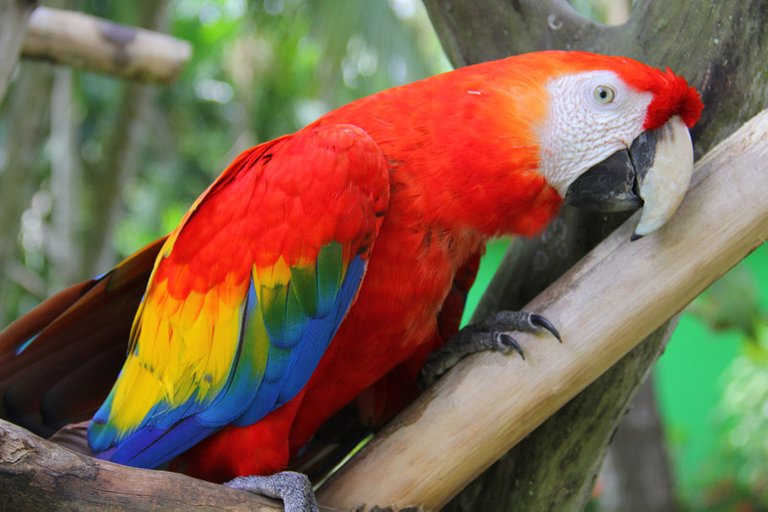 guacamaya roja.jpg