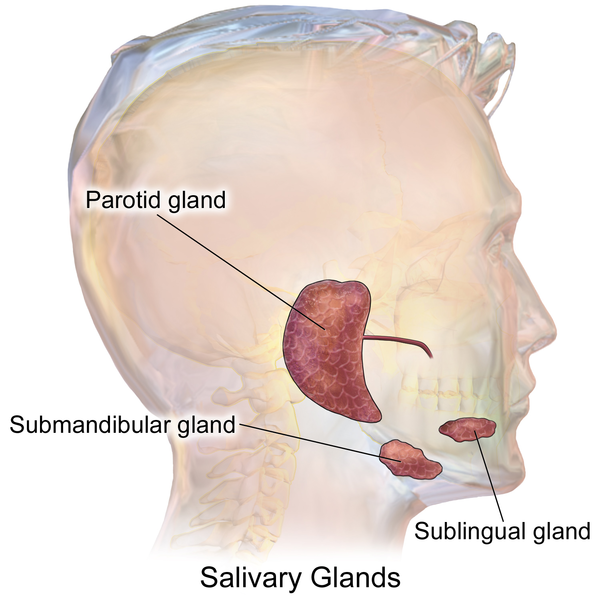 Blausen_0780_SalivaryGlands.png