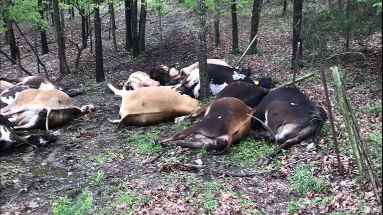 cows-dead-1 STEEMIT.jpg