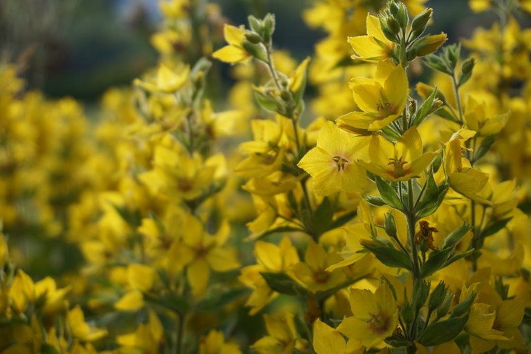 Loosestrife | Gilbweiderich | Lysimachia