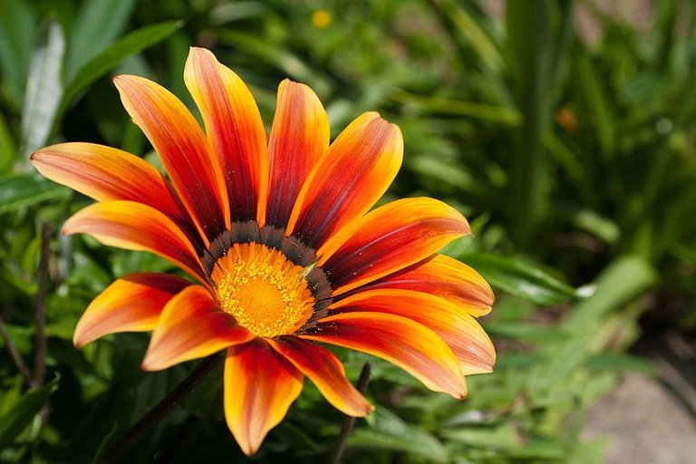 Gazania_rigens_Fire_(17345706088).jpg