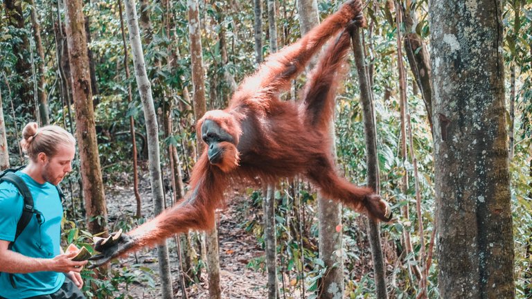 orangutan_sumatra_thumbnail.jpg