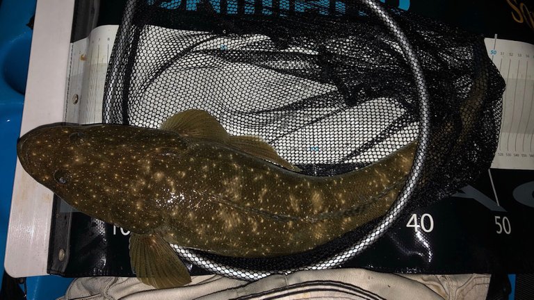 Female flathead caught and released