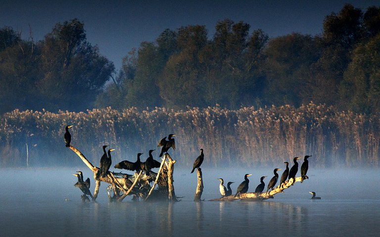 Danube-Delta-Doga-Foto-Tur-Workshop-Gezisi-1.jpg