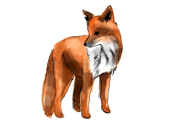 fox(438).jpg