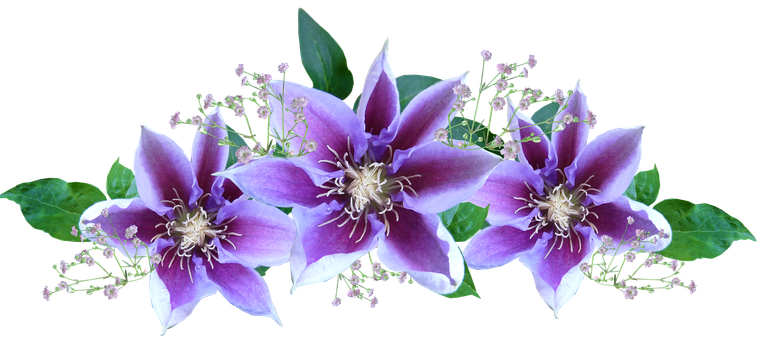 clematis-3097857_1920.png