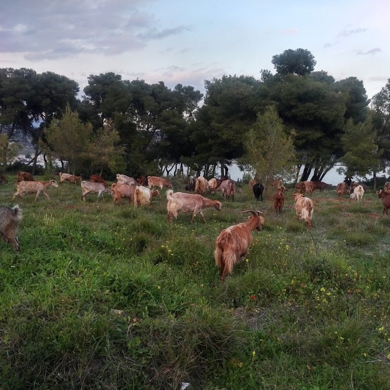 Optimized-Goats4.jpg