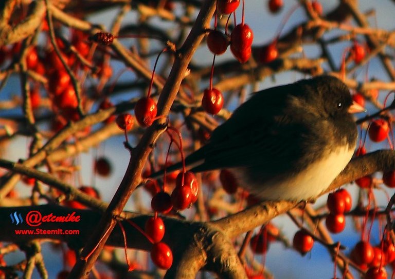 Dark-eyed Junco PFW82.jpg