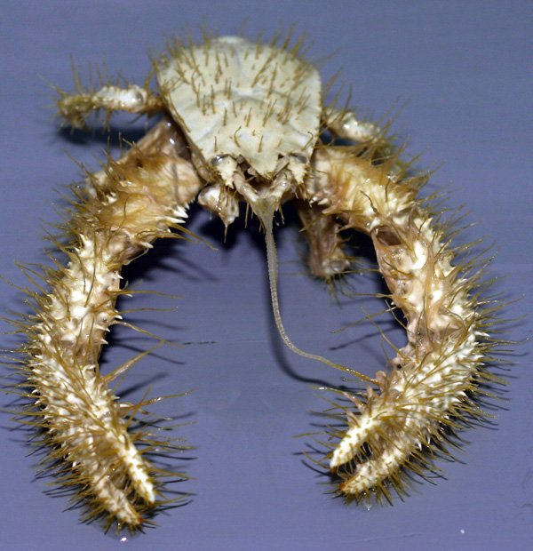 Yeti_crab.jpg