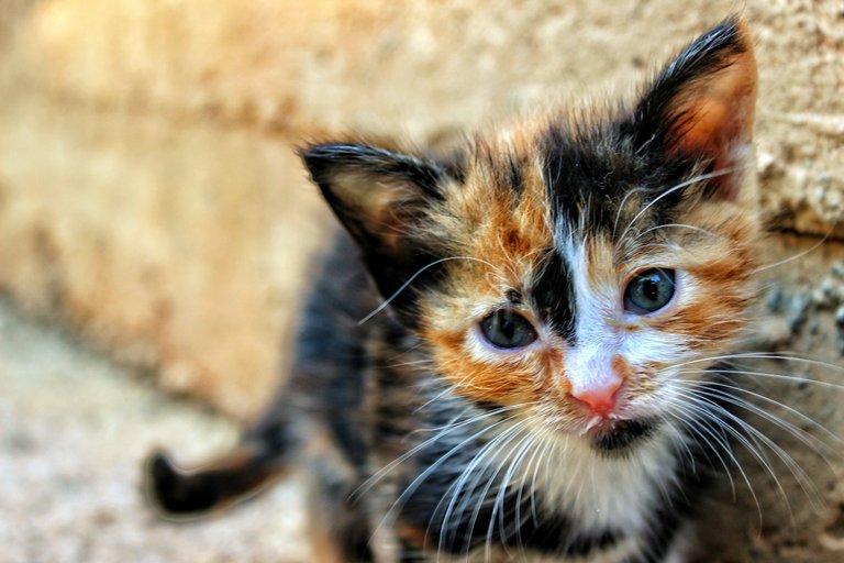 animal-cat-kitten-17773.jpg