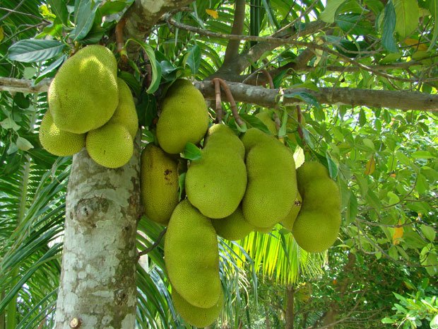 srilanka-jackfruit.jpg